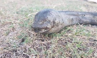 Sinh vật lạ mềm như rắn, không mắt xuất hiện ở hồ nước Argentina