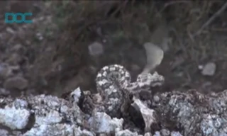 Tuyệt chiêu dùng đuôi nhử chim của rắn hổ lục