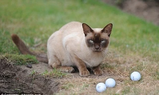 Mèo Merlin bên những quả bóng golf ưa thích. (Nguồn: Dailymail.co.uk)