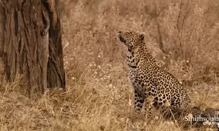 Ngắm nghía kỹ càng, báo hoa mai quyết tâm “làm thịt” cả loài bay trên trời