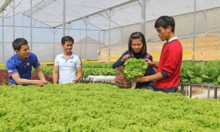 Những công chức trẻ bỏ biên chế về nhà buôn gà, bán rau