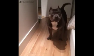 Chó thông minh biết bày tỏ thái độ