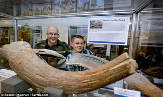 "Khúc gỗ" tưởng chừng như vô hại lại là chiếc sừng của bò rừng cổ đại cách đây 6000 năm còn sót lại