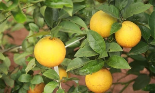 Chắp cánh cho hương cam Cao Phong bay xa