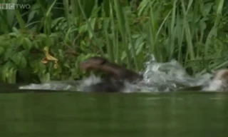 Cá sấu tử nạn trong vòng vây 'bầy đàn' của rái cá