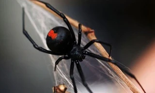 Chữa chứng liệt dương bằng... nọc độc nhện