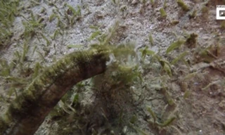 Hải sâm ngoại cỡ dài 1,5 mét dưới đáy Biển Đỏ