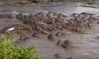 Hãi hùng với cảnh đàn hà mã dạy cho cá sấu bài học nhớ đời