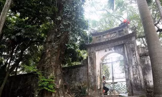  Cây sưa trăm tỷ tại Chương Mỹ (Hà Nội) khiến nhiều người xôn xao.