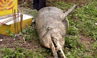 Xác cá lạ nặng 60 kg dạt vào bờ biển Nghệ An