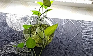 Những bình vạn niên thanh thủy canh như thế này rất đẹp, duyên dáng trong nhà và chủ nhà này ngỡ ngàng khi được biết đây là nơi muỗi truyền SXH đẻ trứng. Ảnh: H.Hải