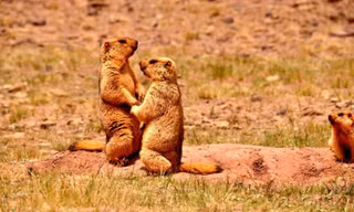 Hạn hán, sóc marmot 'nắm chặt tay nhau' vượt khó khăn