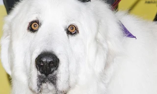 Chú chó được bầu làm... thị trưởng 3 nhiệm kỳ liên tiếp