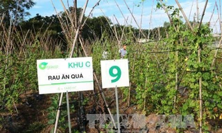 Mô hình trang trại rau sạch đang ngày càng được nhân rộng tại các địa phương. Ảnh: TTXVN
