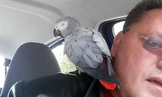 Tài xế Pete Knight giúp Evie tìm lại người chủ của mình.