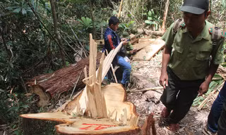 Hiện trường vụ phá rừng pơ mu tại biên giới Quảng Nam