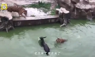 Kinh hãi cảnh hổ xé xác lừa sống trong vườn thú Trung Quốc