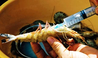 Bơm tạp chất vào tôm gây ảnh hưởng đến an toàn thực phẩm, ảnh hưởng uy tín ngành tôm Việt Nam