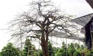 Chăm chút mai vàng 100 tuổi trị giá 600 triệu đồng