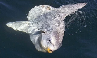 “Quái vật biển” có hình thù kỳ dị nhất thế giới