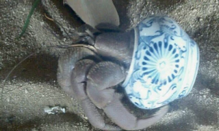 Bất ngờ bên trong lọ gốm cổ dưới đáy biển Lý Sơn