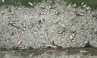 Cá chết nổi trên mặt nước Hồ Tây. Ảnh: Thúy Quỳnh.