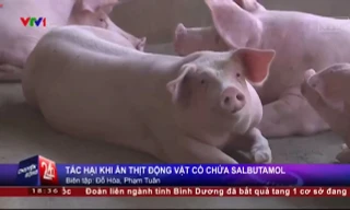 Hiểm họa ung thư do chất tạo nạc thịt lợn Salbutamol