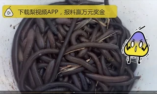 Giá giun đất khoảng 52.000 đồng/kg nên dân Trung Quốc đổ xô đi đào về bán.