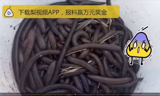 Giá giun đất khoảng 52.000 đồng/kg nên dân Trung Quốc đổ xô đi đào về bán.