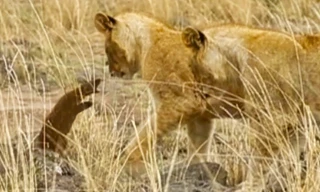 Cầy mangut một mình chống lại đàn sư tử.