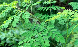 Chùm ngây – Giải pháp thông minh cho các mẹ thiếu sữa, mất sữa