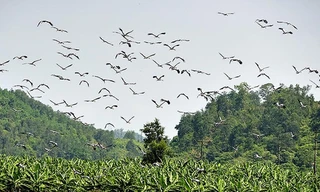 Đàn chim lạ hàng trăm con xuất hiện trên vùng đất vùng biên giới huyện Bát Xát, tỉnh Lào Cai.