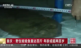 Phát hiện kỳ giông khổng lồ trong hang động đá vôi