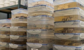 Khám phá ngân hàng chứa 1.000 bộ não người ở Anh