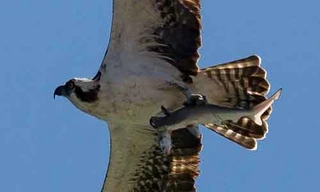 Chim ưng biển cùng lúc tóm gọn hai con mồi. Ảnh: Doc Jon.