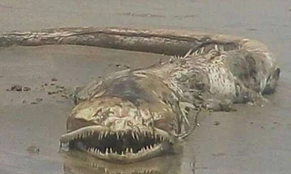 Sinh vật bí ẩn có răng sắc nhọn trôi dạt vào bãi biển ở Mexico.