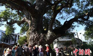 Trung Quốc: Đầu tượng Phật lộ ra từ thân cây 1.000 tuổi