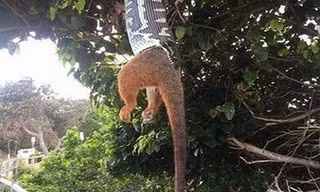 Trăn dài 1,5 mét nuốt chửng thú có túi giữa không trung