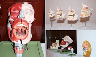 Sinh viên theo học Bác sĩ Răng-Hàm-Mặt được học với các mô hình giải phẫu thực tế…