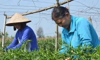 Người trồng ớt tất bật chăm sóc cây ớt, mong đạt sản lượng tốt nhất và bán với giá 35.000 đồng mỗi kg.