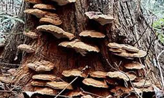 Nấm Lim mọc trên thân, tinh chất thấp