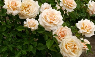 7 loại hoa tốt cho sức khỏe nên trồng trong sân nhà