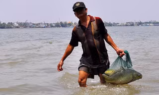 Mỗi ngày, ngư phủ Phước có thể bắt được từ 20 kg đến 50 kg cá các loại. Ảnh: Ngọc An