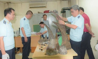 Lực lượng chức năng phát hiện 13 sừng tê giác. Ảnh: HQQ