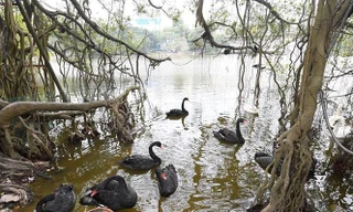 Đàn thiên nga được thả tại hồ Gươm.