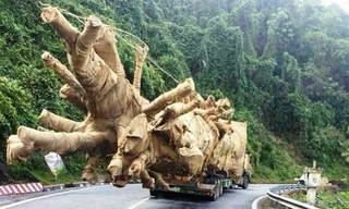 Cây khủng bon bon trên đường vượt qua nhiều trạm CSGT nhưng chưa bị xử lý.