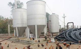 Công trình tiền tỉ thành nơi… nuôi gà