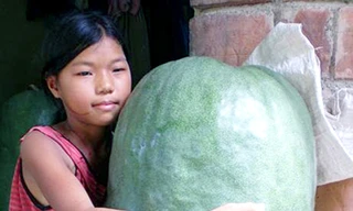 Bí đao khổng lồ được giá