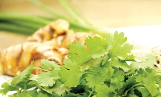 Chữa thủy đậu hiệu quả bằng rau mùi