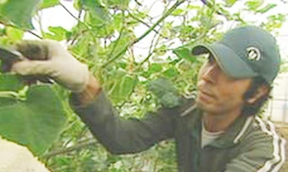 Hitosho Kajiya từ bỏ sự nghiệp ở thành phố để về học nghề nông của cha